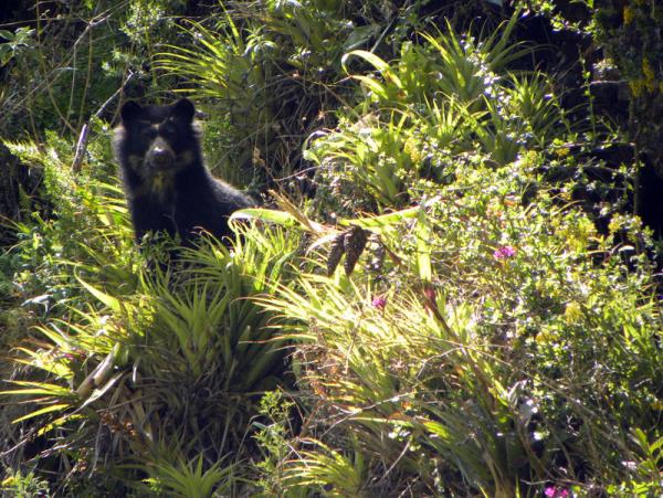 Ecuador wildlife tours
