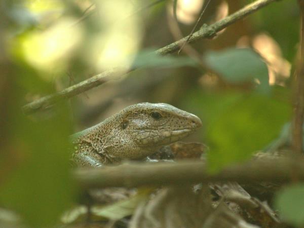 Ecuador wildlife tours