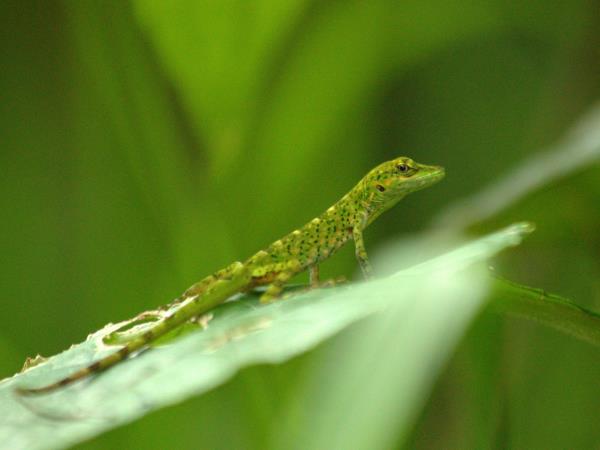 Ecuador wildlife tours