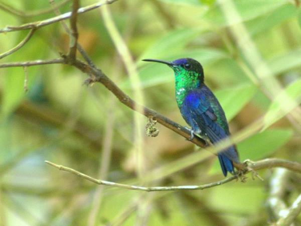 Ecuador wildlife tours