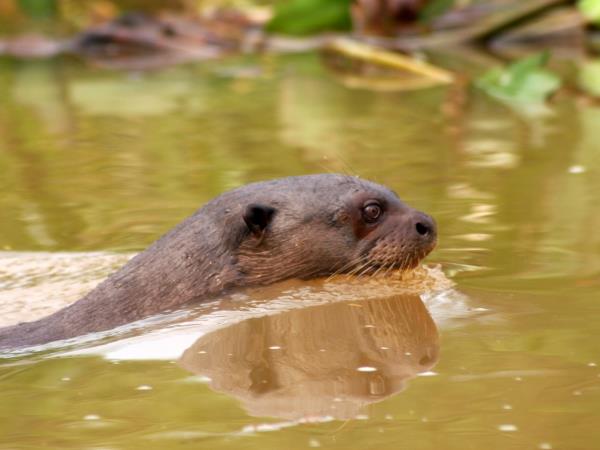 Ecuador wildlife tours