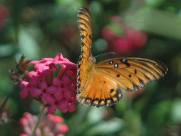 Belize holidays, tailor made
