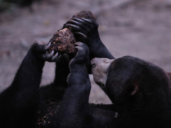 Thailand wildlife sanctuary volunteering holiday
