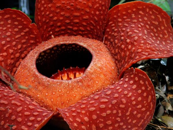 Borneo wildlife holiday, Sarawak