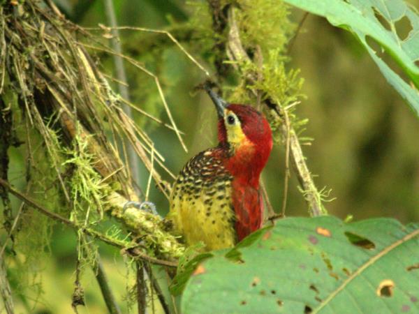 Ecuador wildlife tours