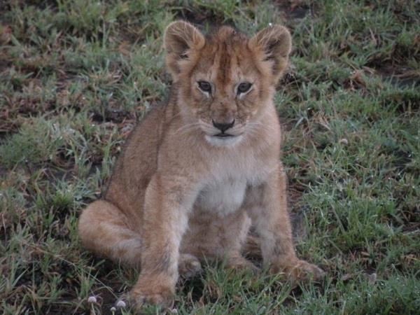 Kenya & Tanzania holiday, East Africa highlights