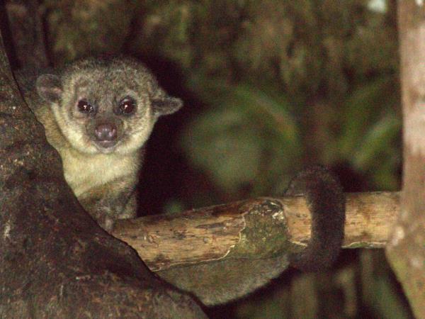 Ecuador wildlife tours