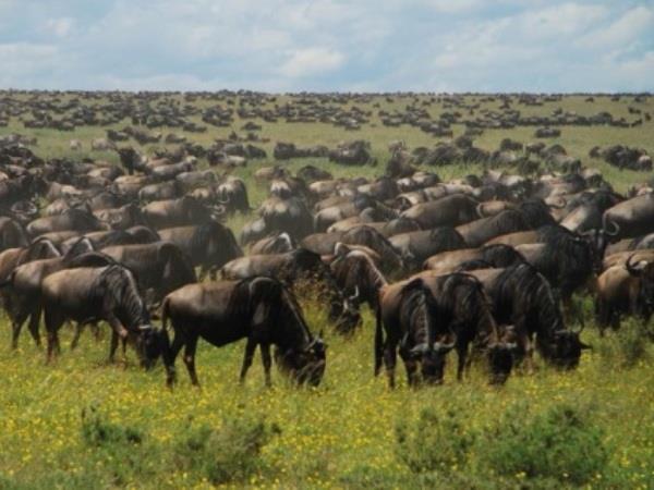 Kenya & Tanzania holiday, East Africa highlights