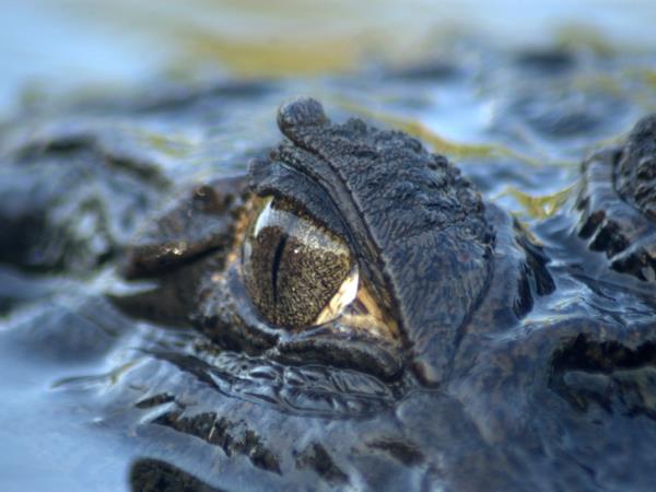 Ecuador wildlife tours