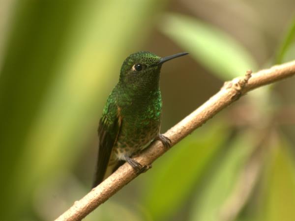 Ecuador wildlife tours