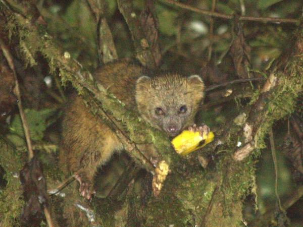 Ecuador wildlife tours
