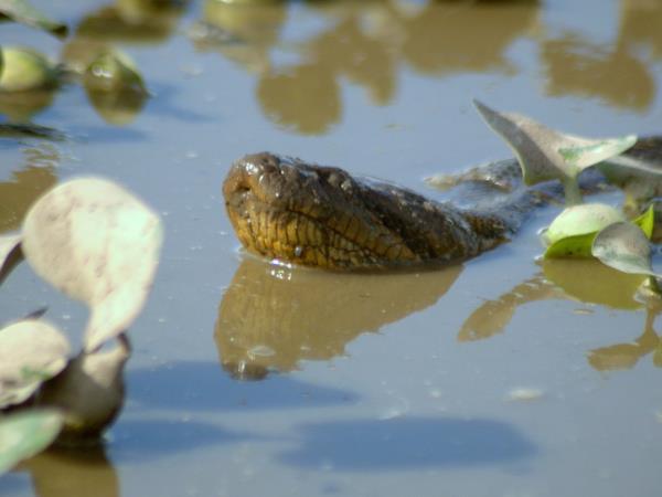 Venezuela wildlife holiday