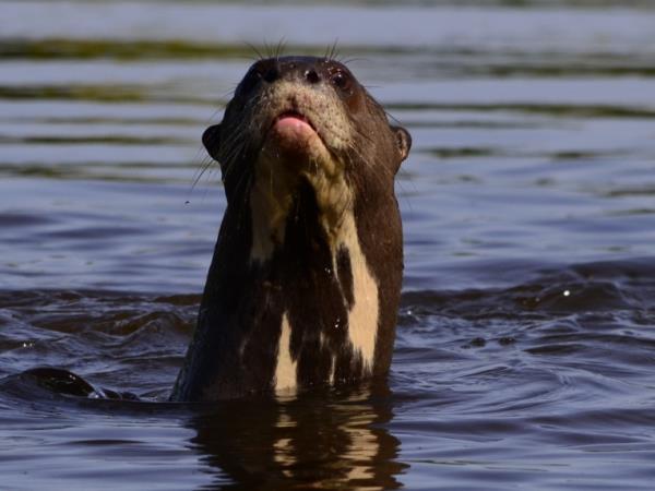 Venezuela wildlife holiday