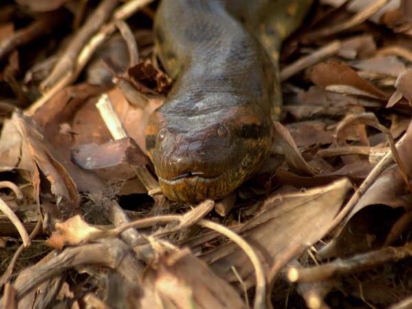 Venezuela wildlife holiday