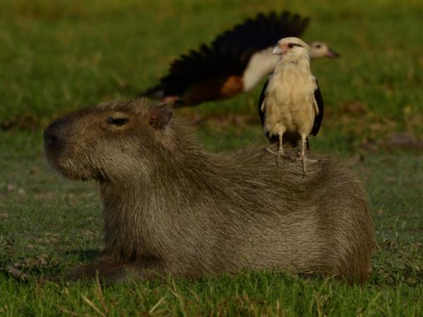 Venezuela wildlife holiday