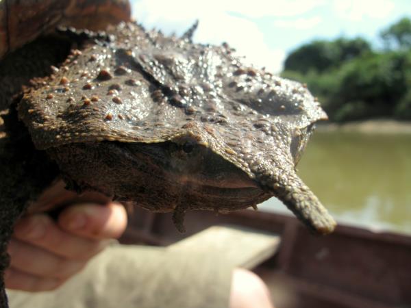 Venezuela wildlife holiday