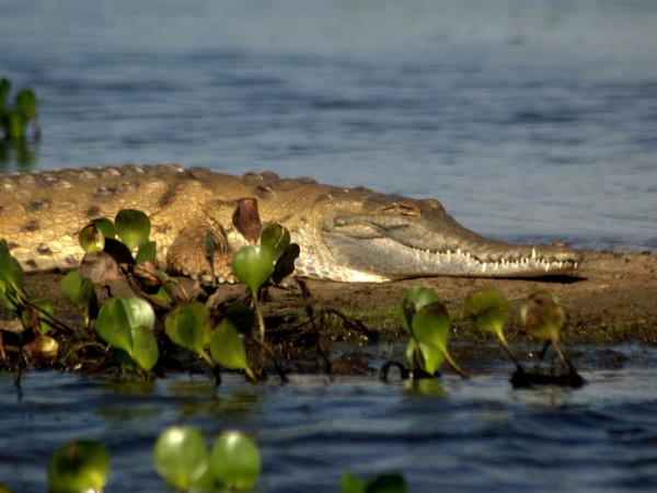 Venezuela wildlife holiday