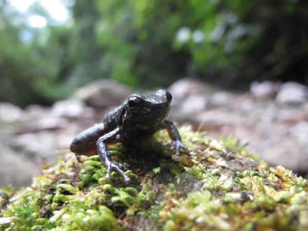 Venezuela wildlife holiday