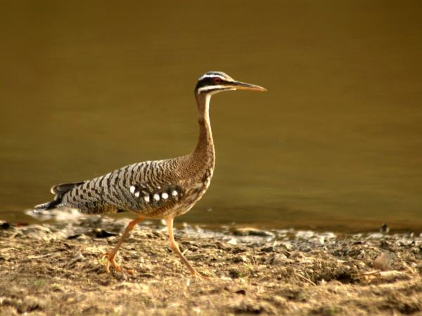 Venezuela wildlife holiday