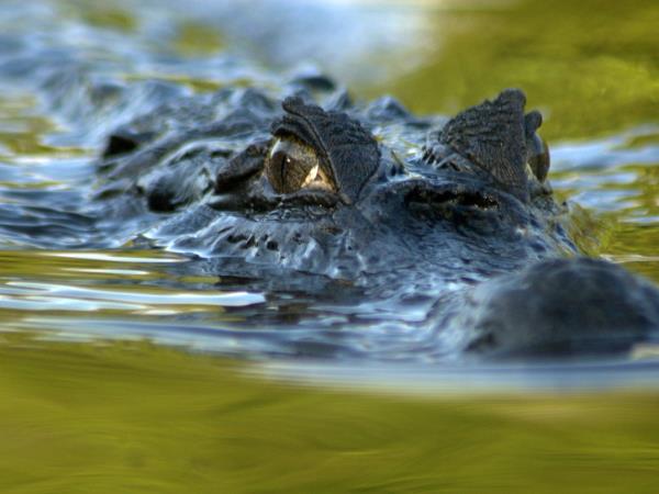 Venezuela wildlife holiday