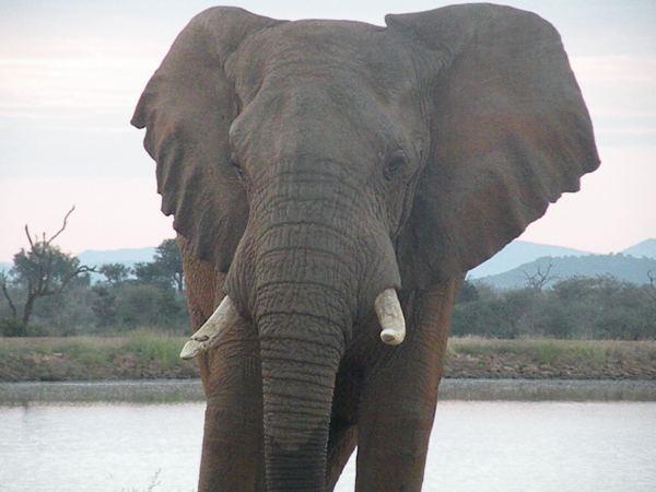 Family luxury safari & beach holiday, South Africa & Mozambique