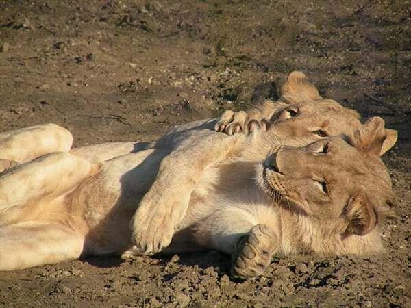 Family luxury safari & beach holiday, South Africa & Mozambique
