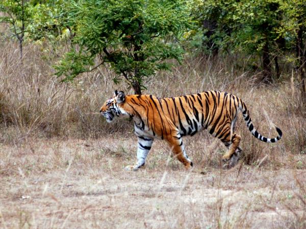 tiger safari bhutan