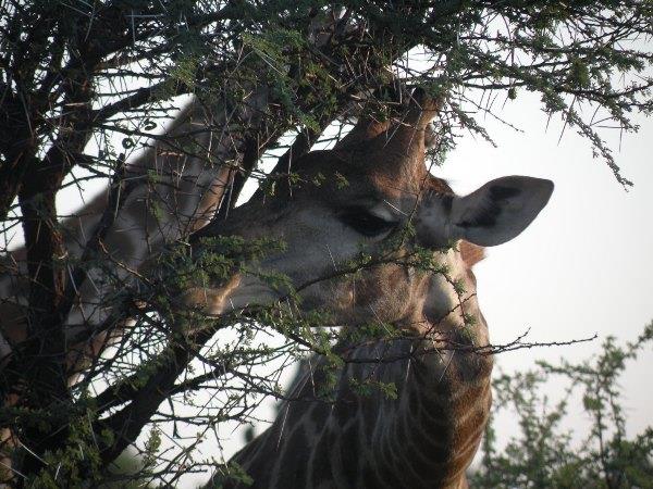 Family luxury safari & beach holiday, South Africa & Mozambique