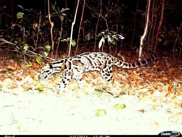 Bhutan tiger safari holiday