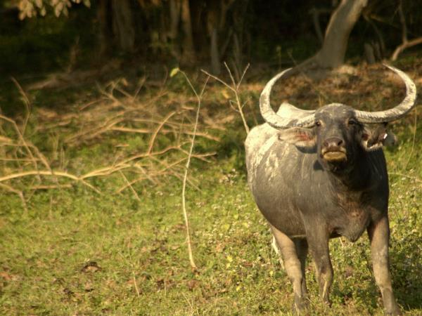 Bhutan tiger safari holiday