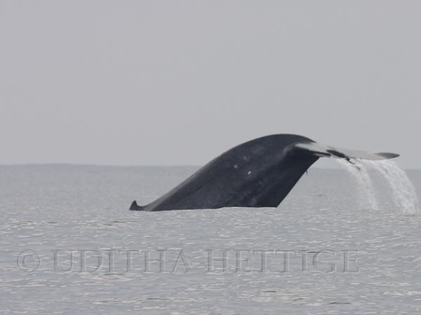Blue whale watching holiday in Sri Lanka