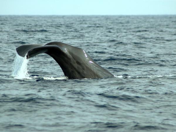 Blue whale watching holiday in Sri Lanka
