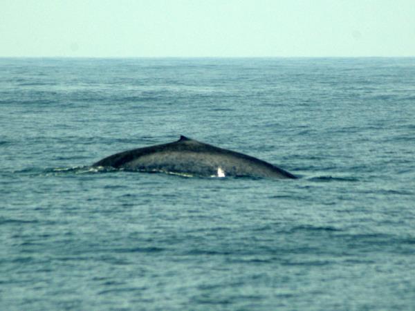 Blue whale watching holiday in Sri Lanka