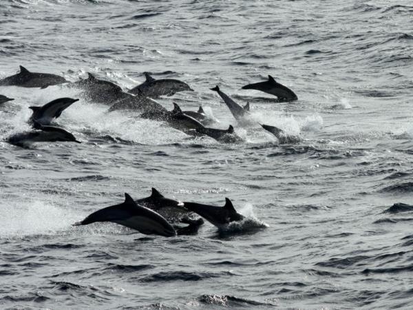Blue whale watching holiday in Sri Lanka