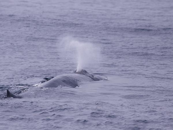 Blue whale watching holiday in Sri Lanka