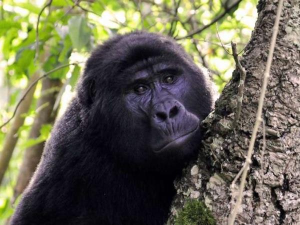 Uganda gorilla safari holiday