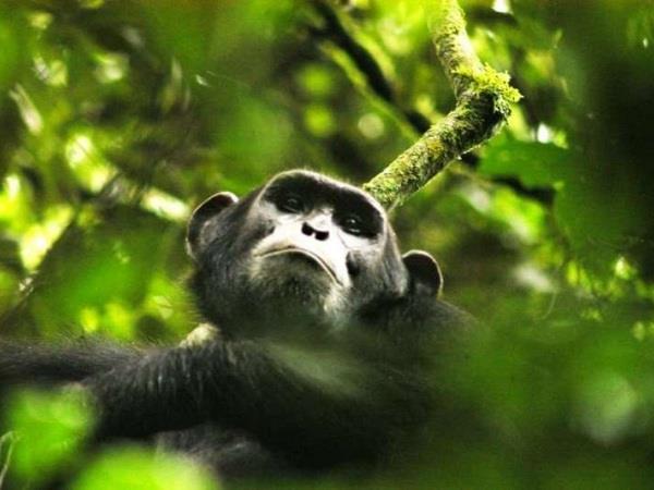 Uganda gorilla safari holiday