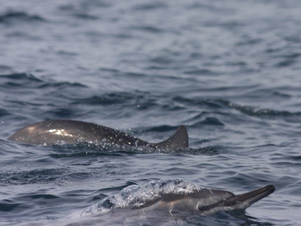 Blue whale watching holiday in Sri Lanka