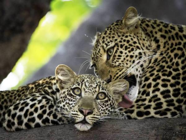 Zambia safari in Luangwa with Victoria Falls