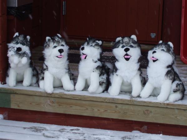 Family winter activity holiday in Finland