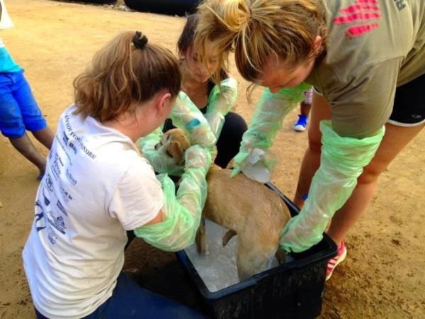 Veterinary internship in Chintsa, South Africa