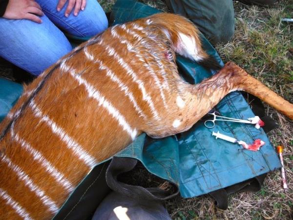 Veterinary internship in Chintsa, South Africa