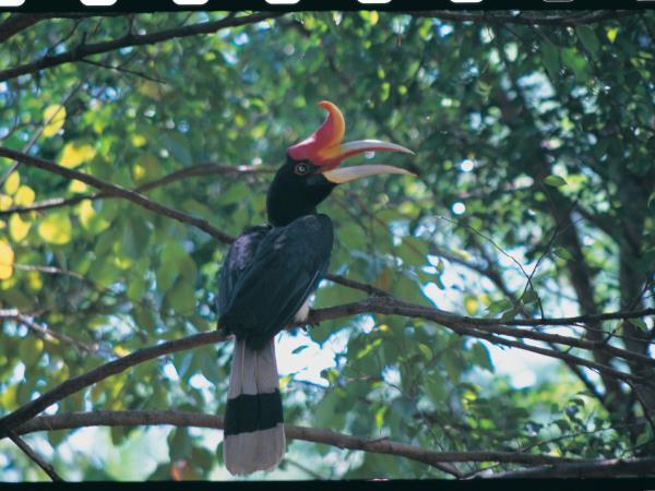 Borneo luxury holidays, tailor made