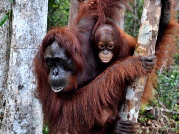 Borneo orangutan conservation volunteering