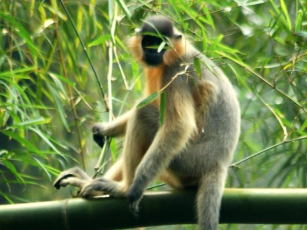 Bangladesh wildlife holiday