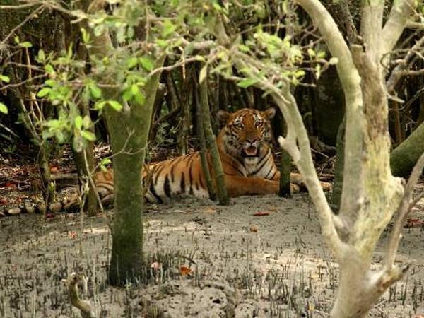 Bangladesh wildlife holiday