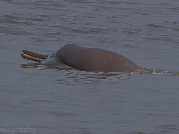 Bangladesh wildlife holiday