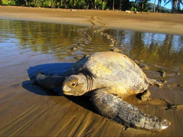 Volunteer with turtles in Costa Rica