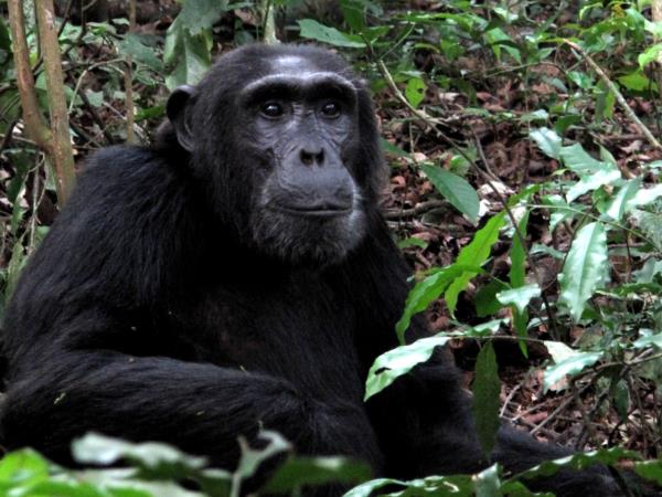 Primate tour in Rwanda and Uganda