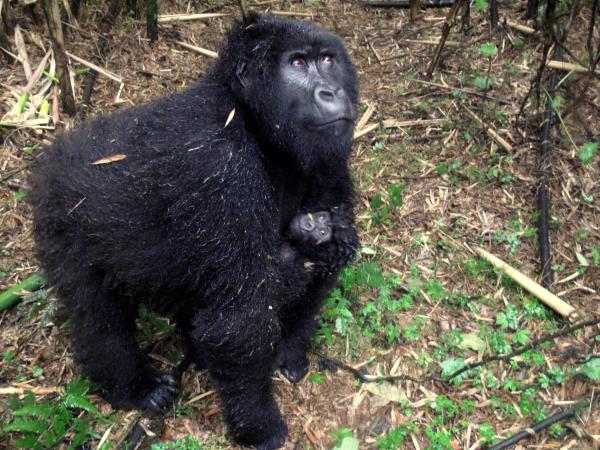 Primate tour in Rwanda and Uganda